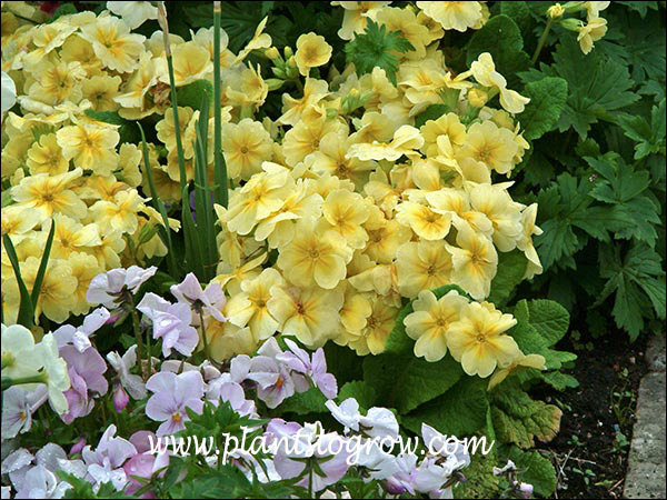 Primula Super Nova Primrose